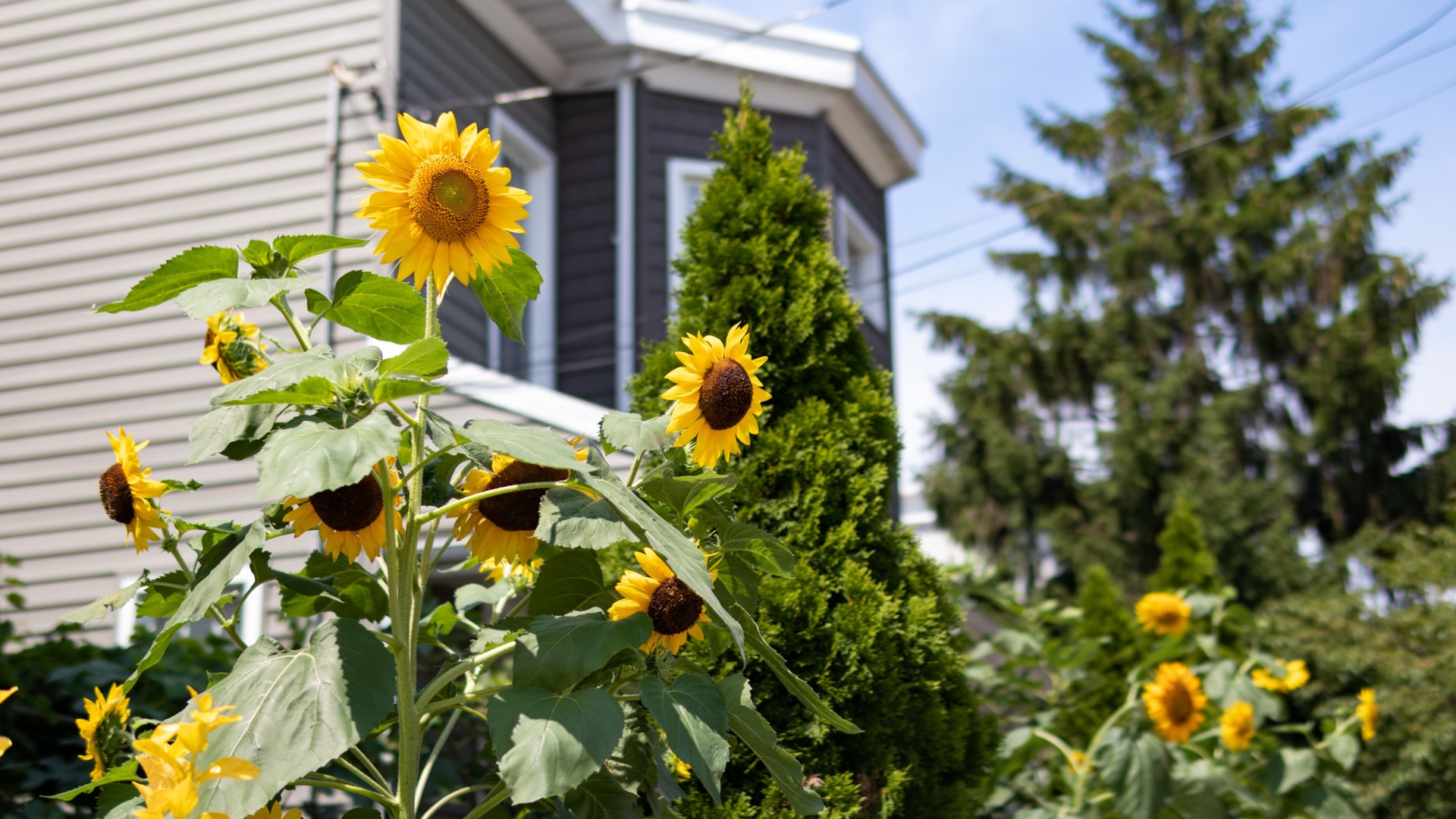 33 Captivating Wildflower Garden Ideas To Transform Your Yard