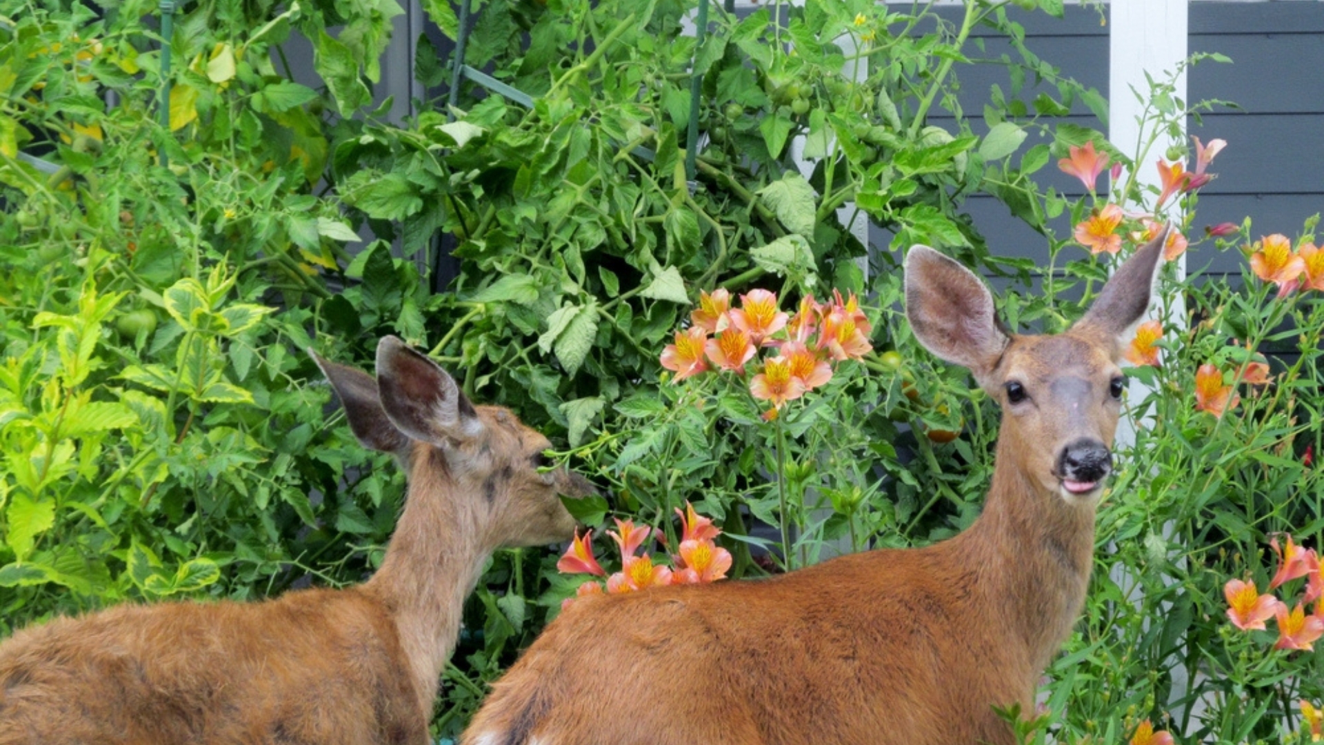 33 Deer Resistant Perennials With Stunning Blooms
