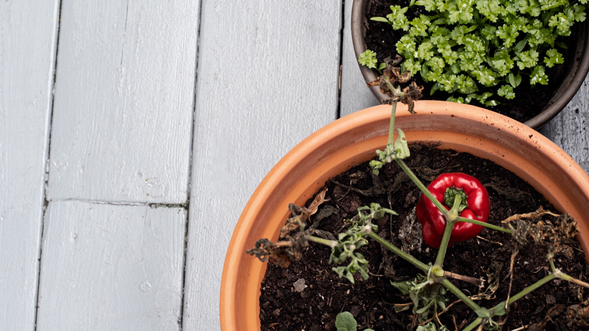 33 Delicious Vegetables That Can Grow In Buckets Year-Round (Amazing Picks For Every Season)
