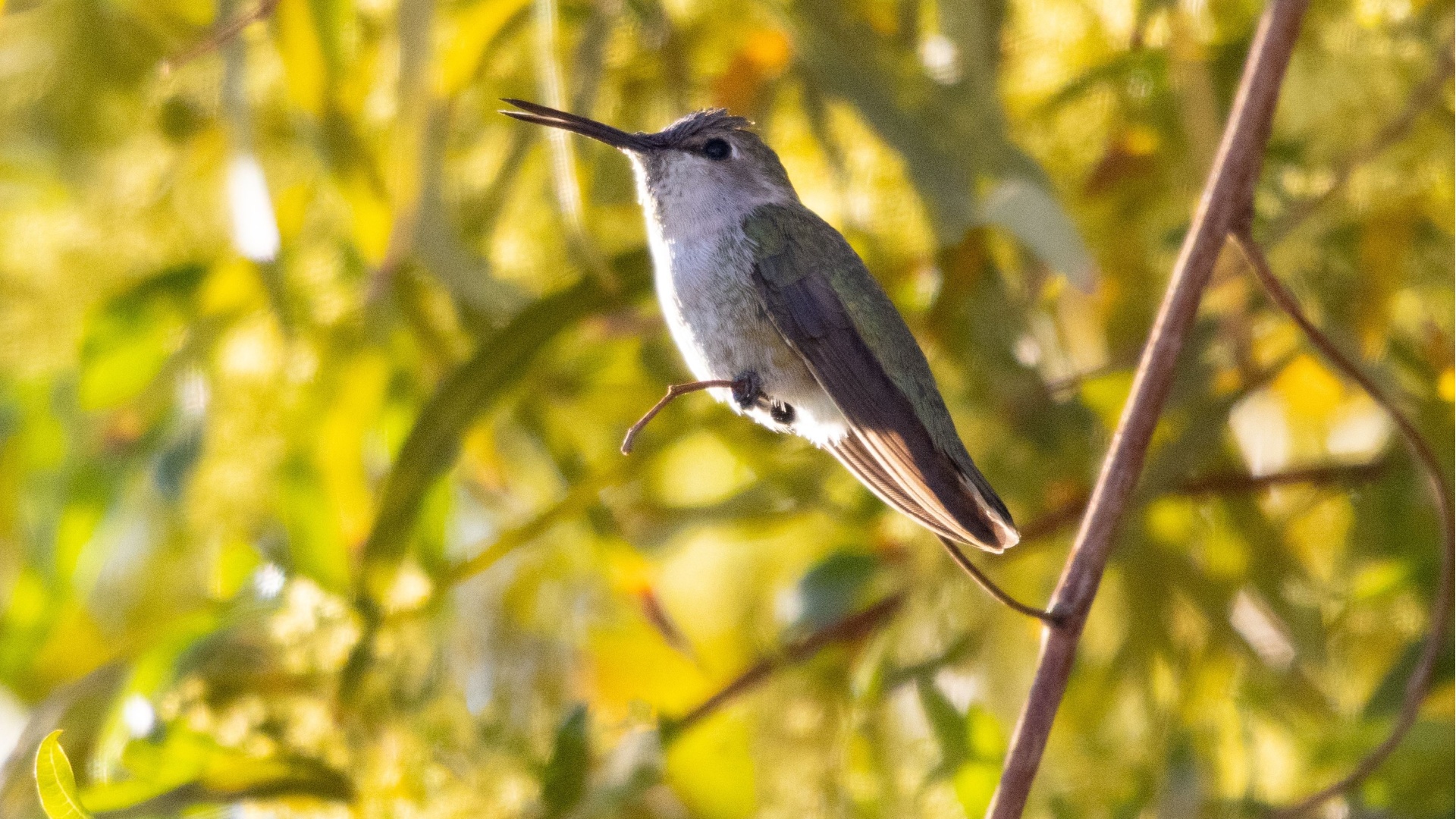 hummingbird on a branch