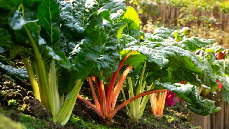 swiss chard