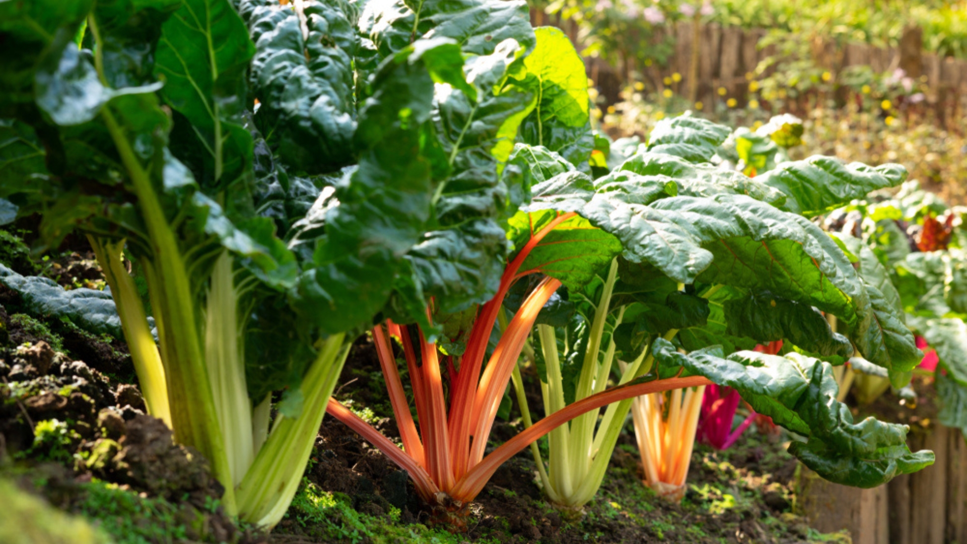34 Most Resilient Vegetables That Thrive In Partial Shade