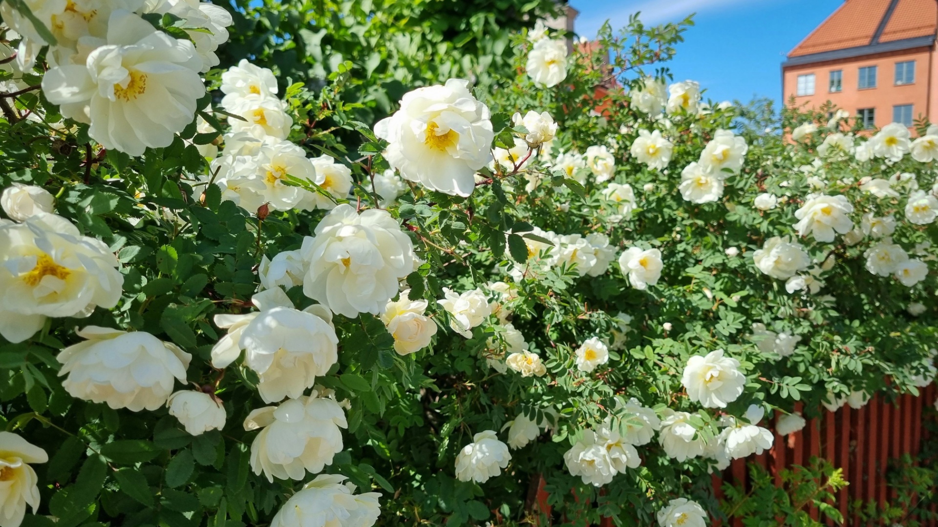 white roses trained along a fence