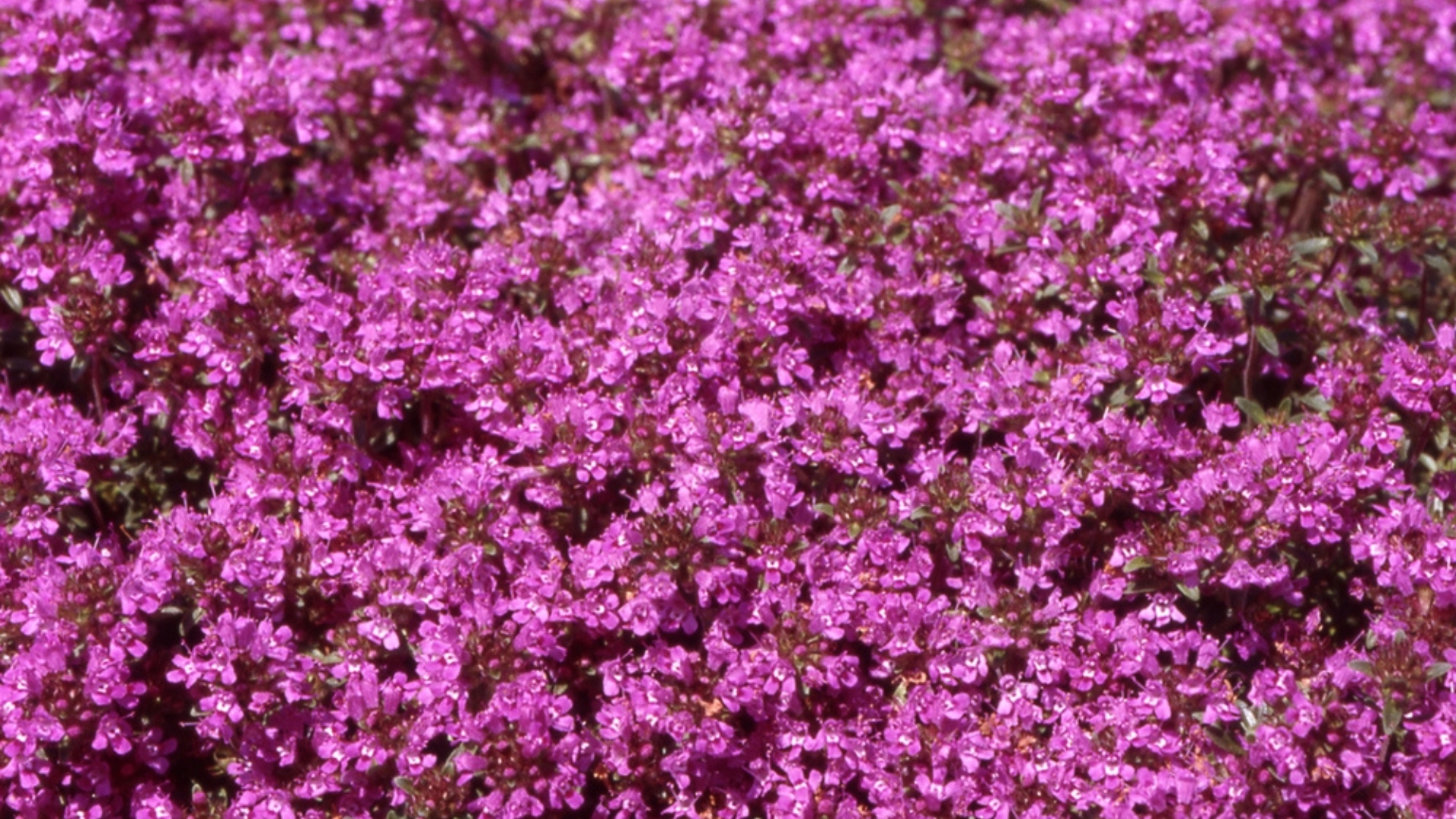 35 Captivating Ground Cover Plants You Should Grow Instead Of Grass