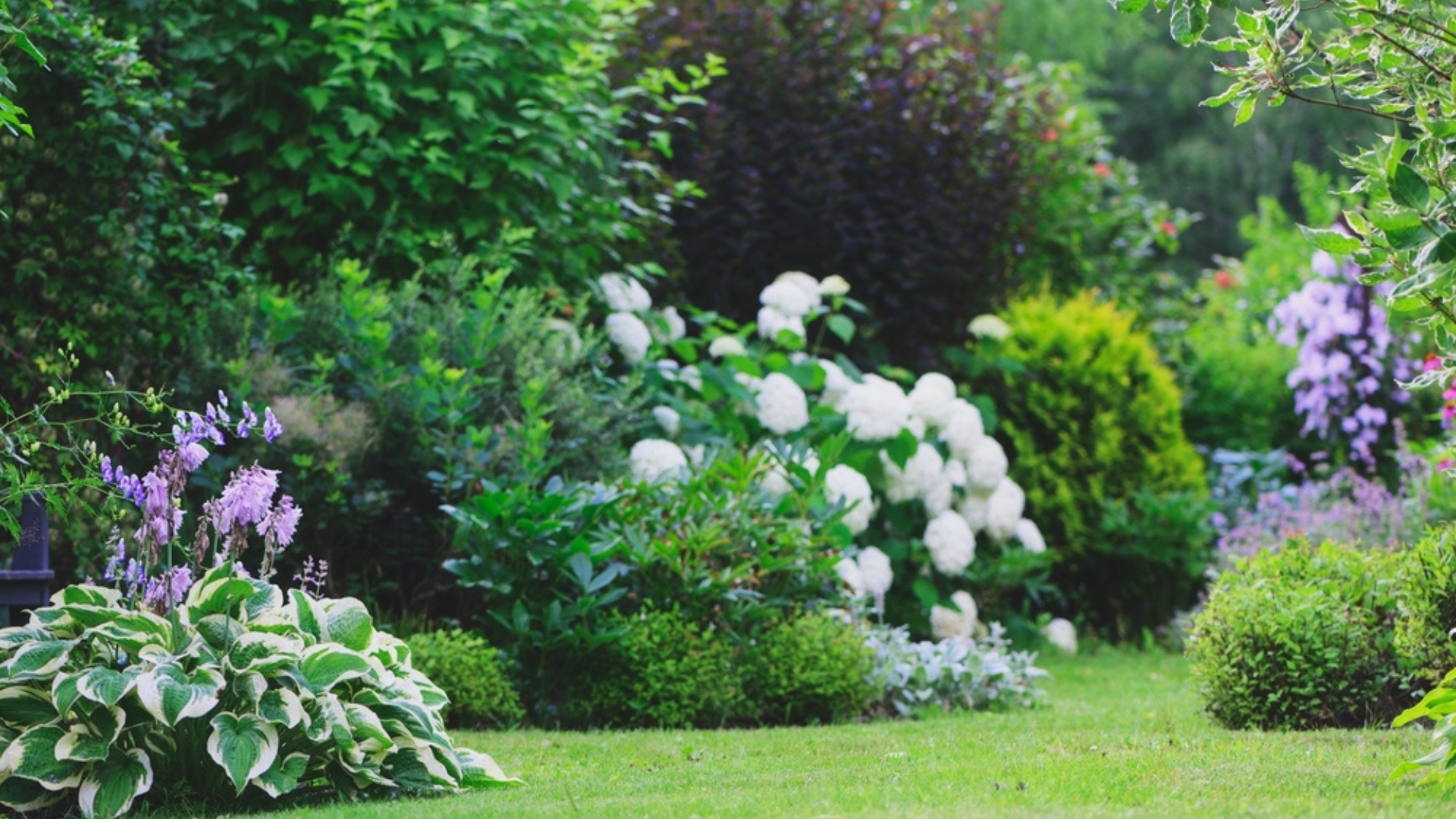 shrubs in garden
