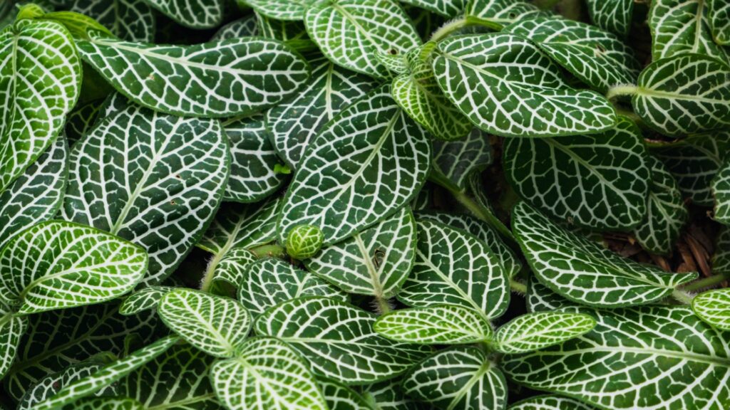 fittonia plant