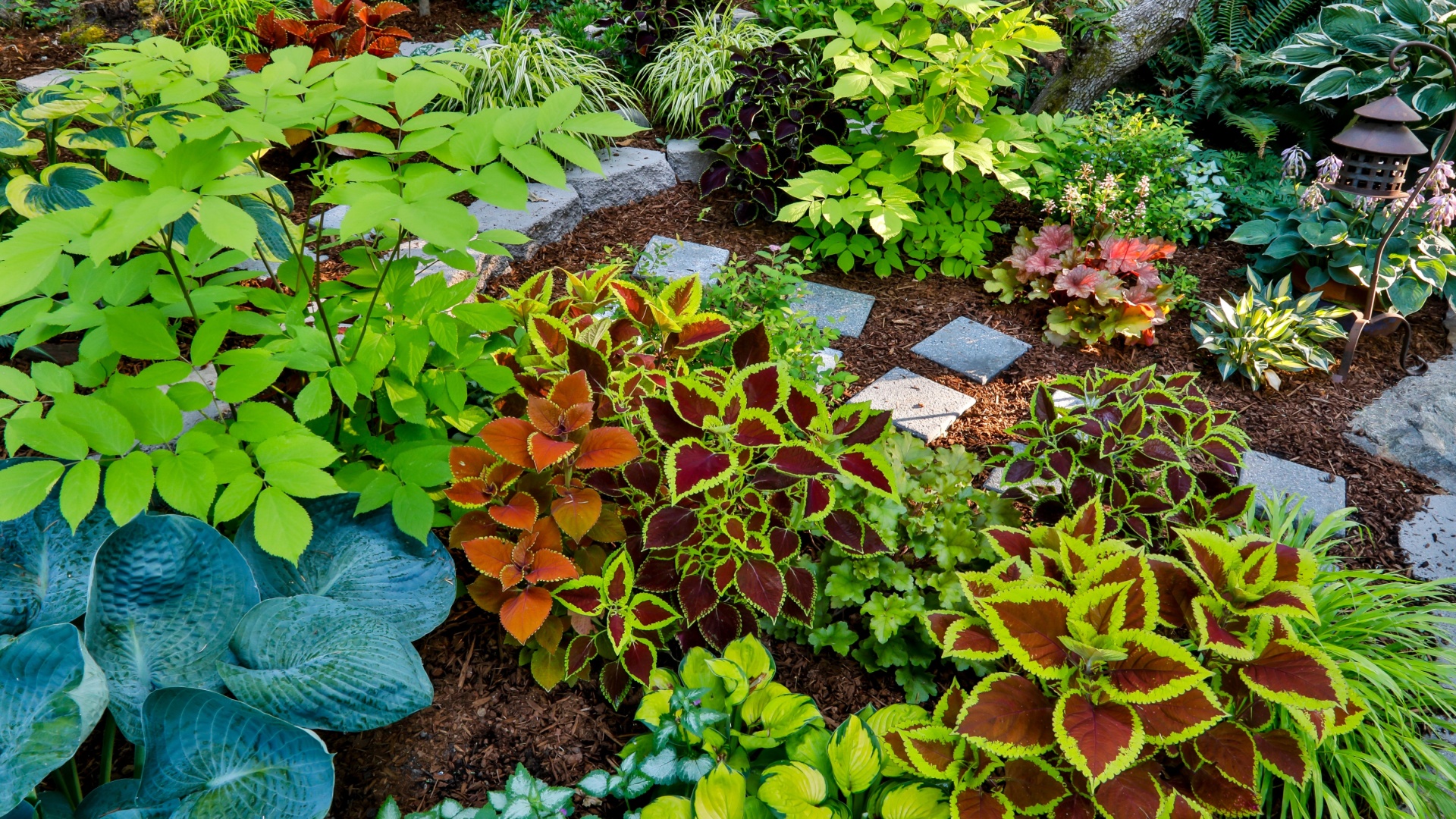 foliage plant garden display
