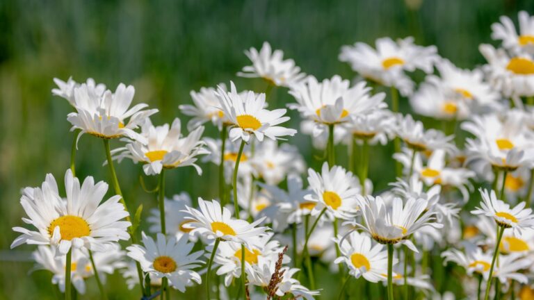 shasta daisy bloom display