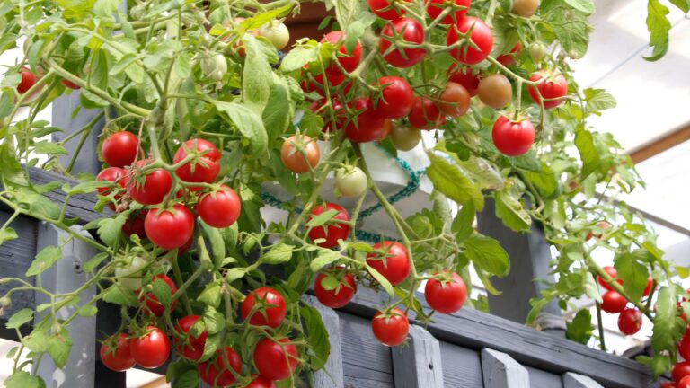 cherry tomato garden