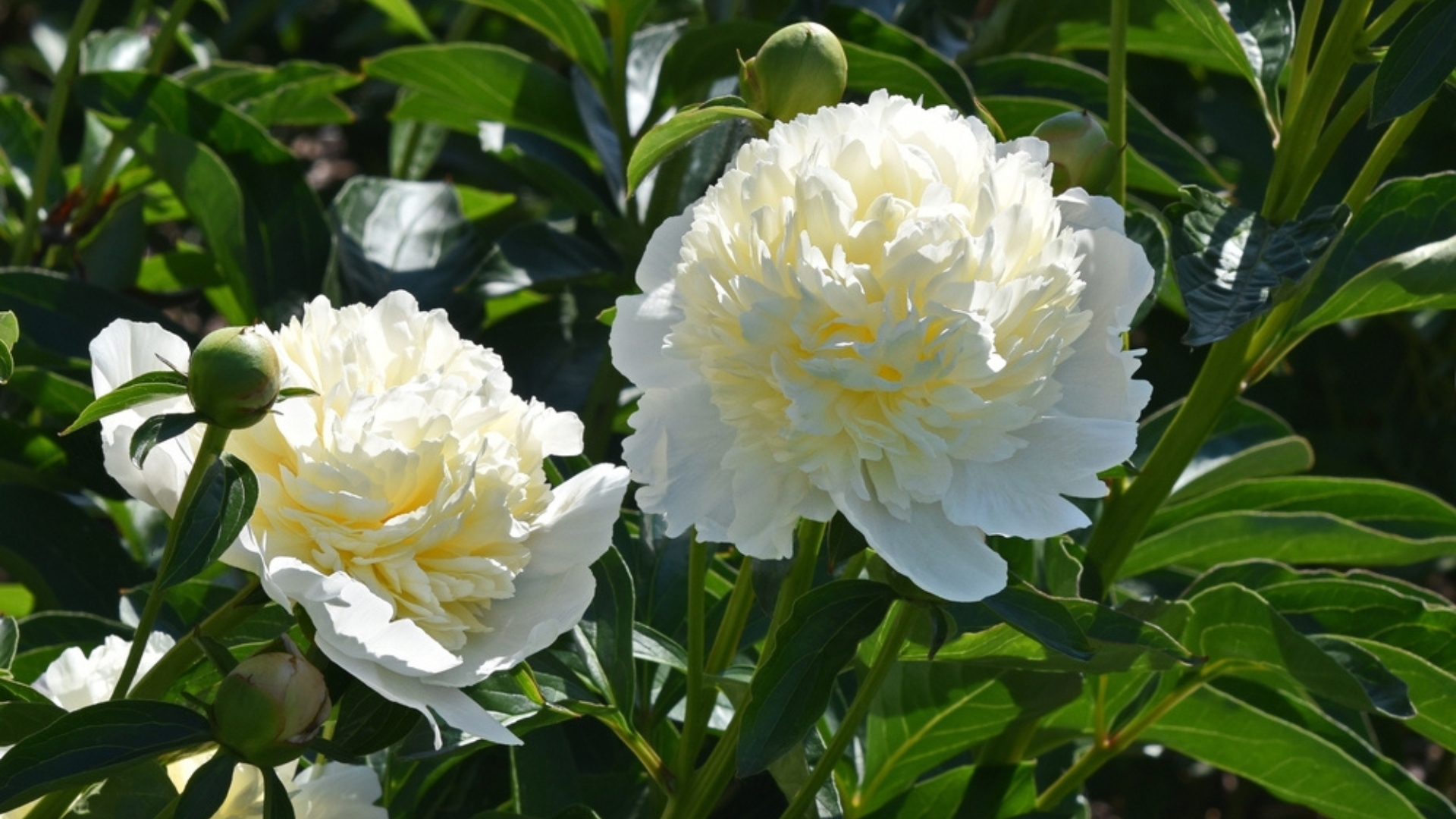 white peony blooms