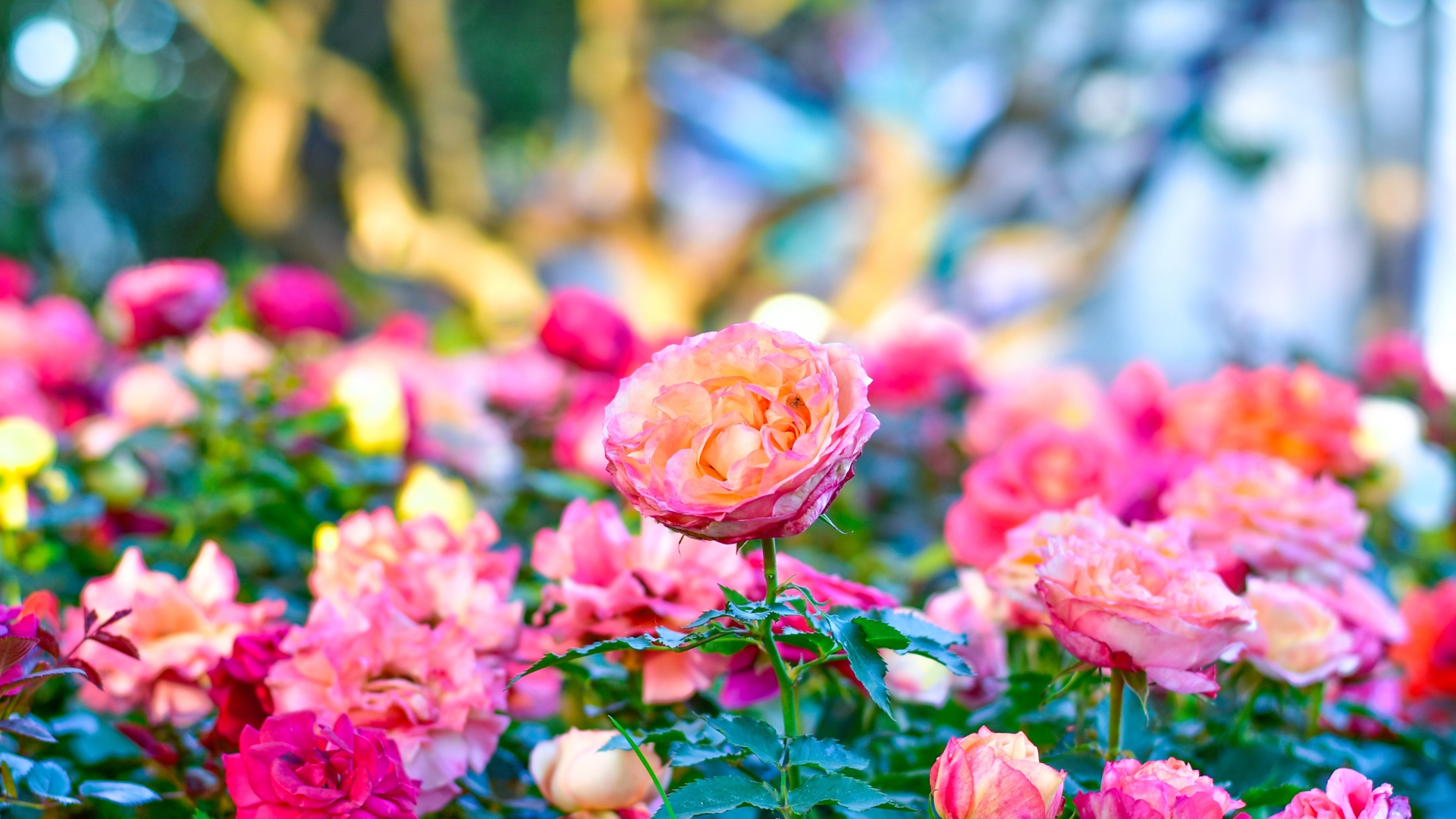 pink roses