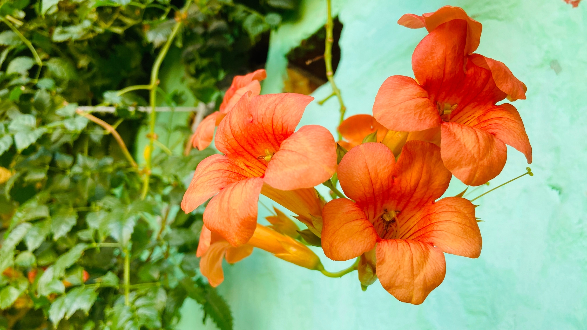 plant