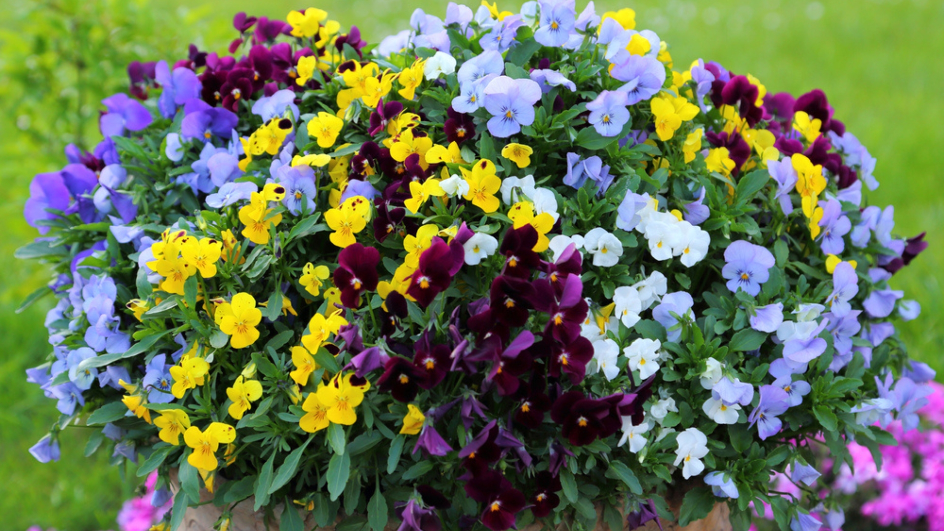 container filled with blooming pansy plants