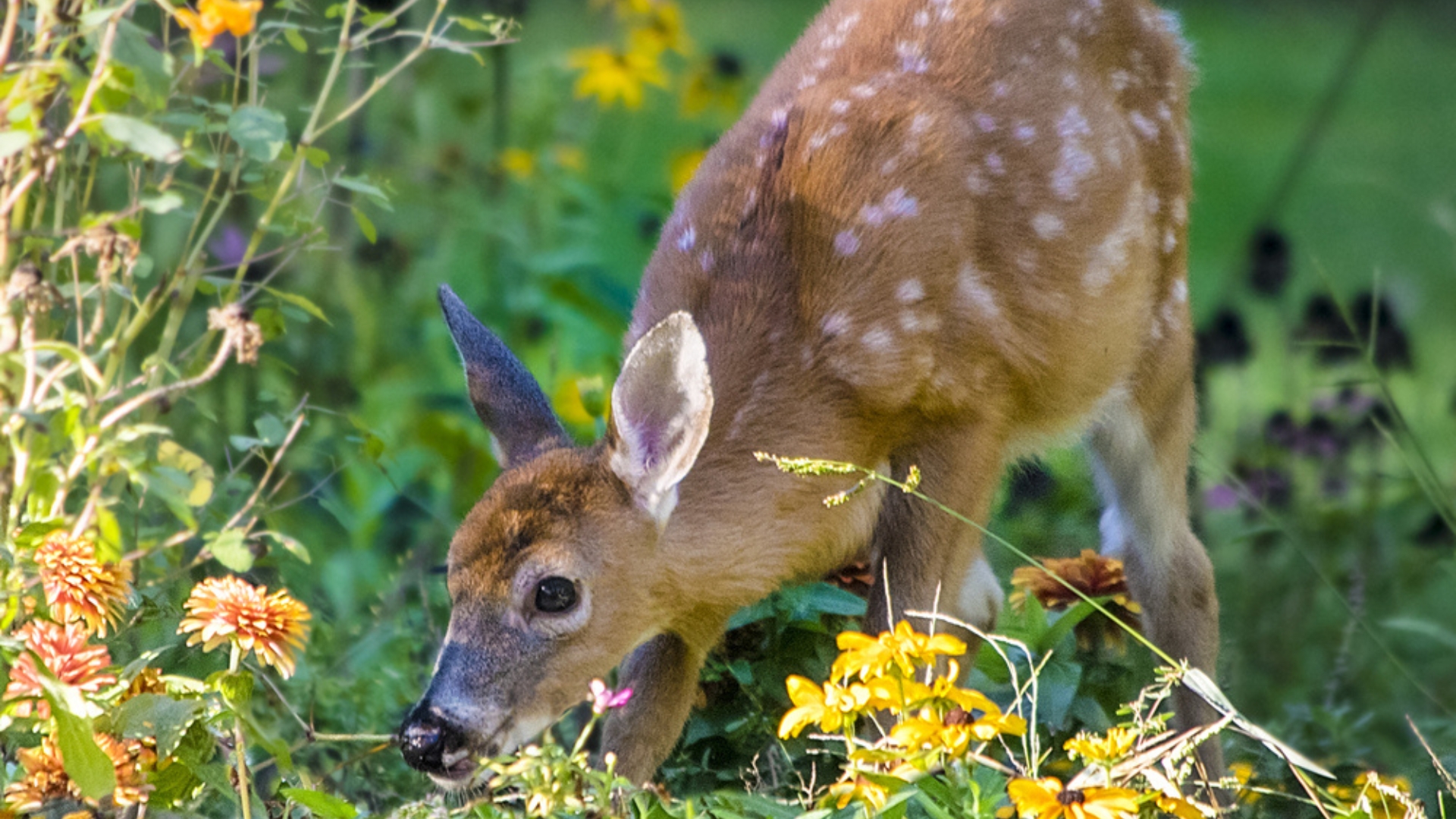 deer eating garden flowers
