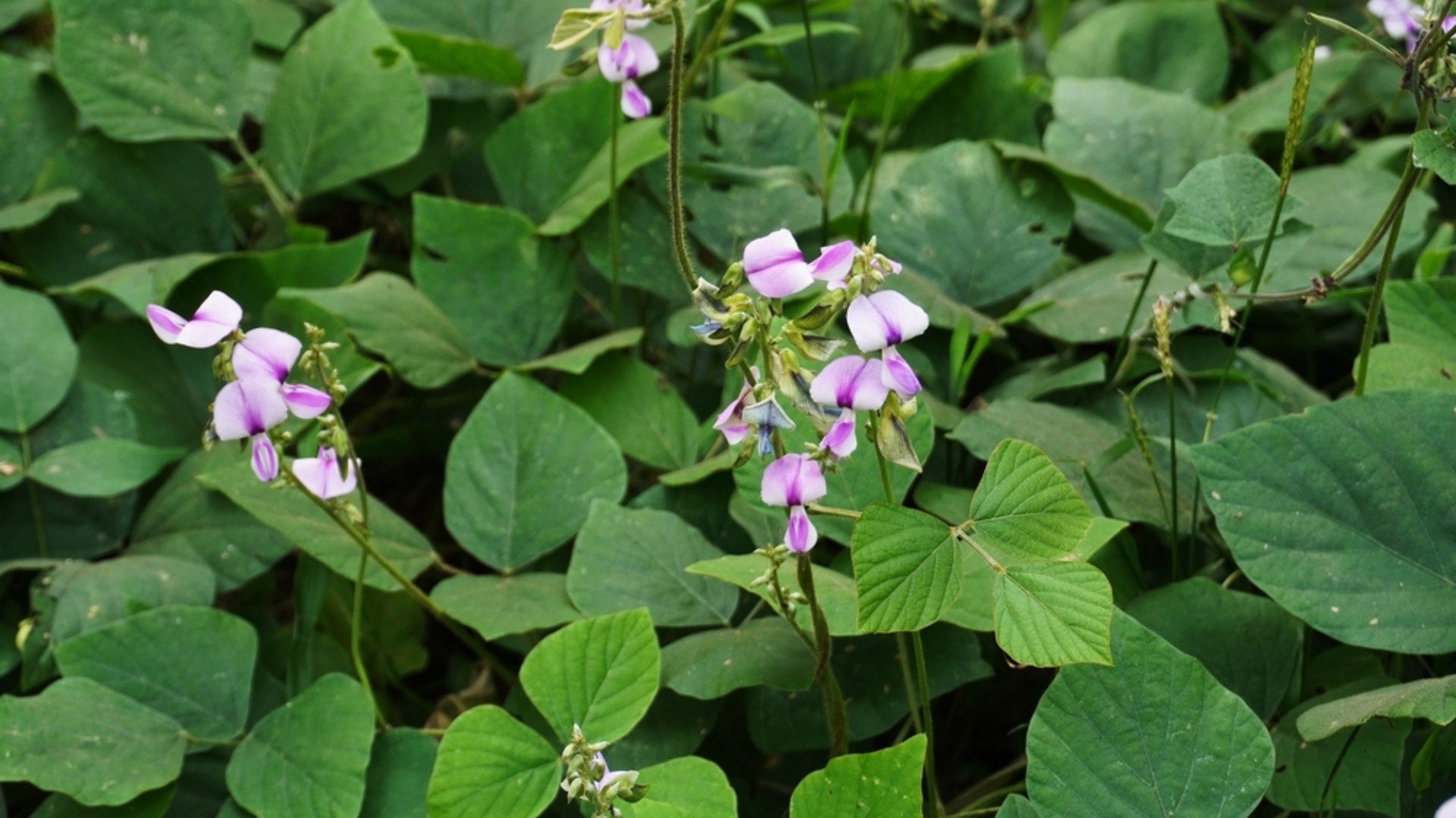 kudzu plant
