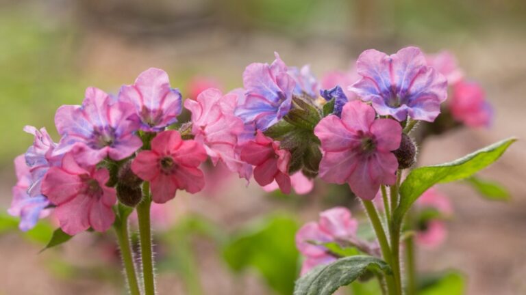 lungwort flower