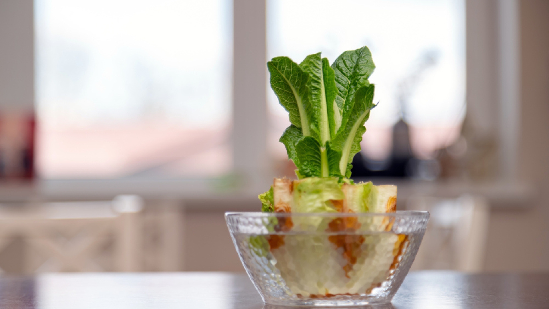 chinese cabbage growing in a bowl of water