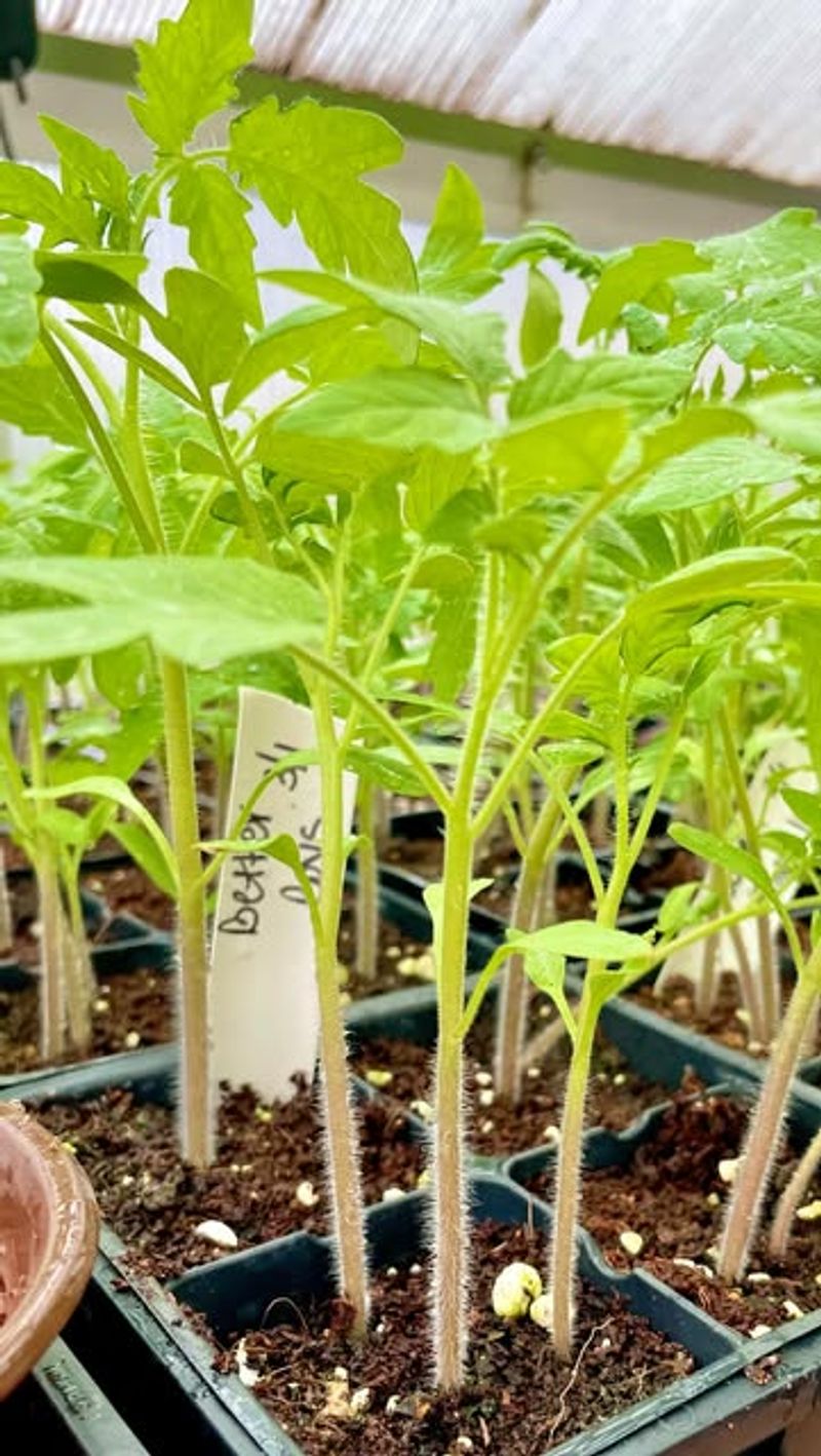 Don’t Apply Epsom Salt Heavily On Young Seedlings