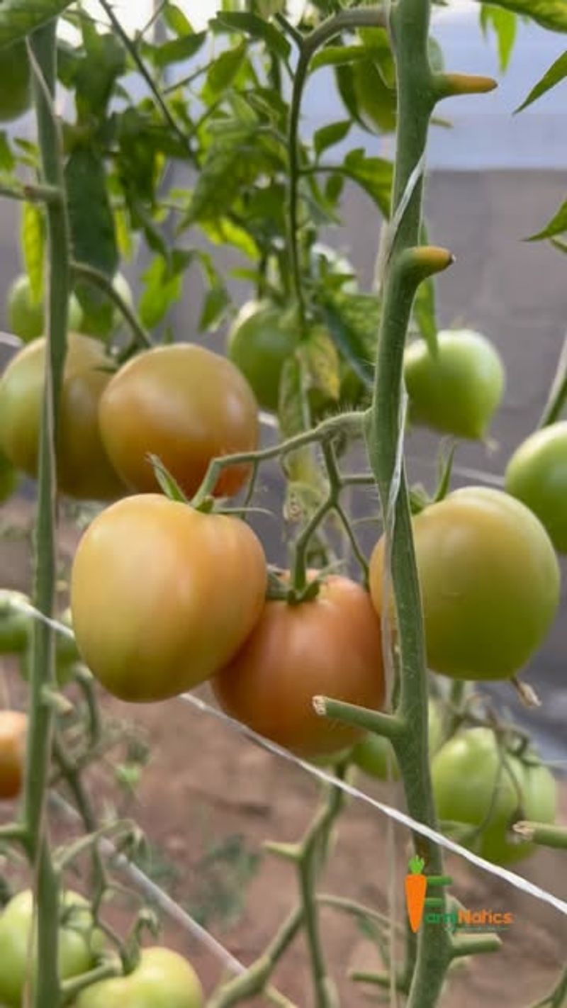 When Leaves Show Magnesium Deficiency