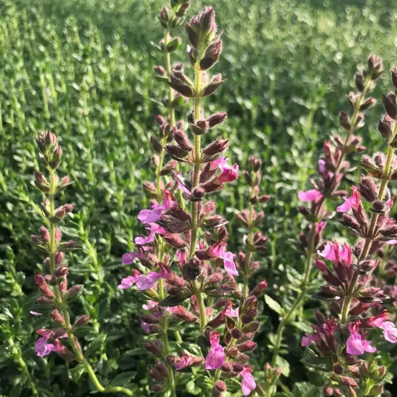 Attractive Blooms All Season