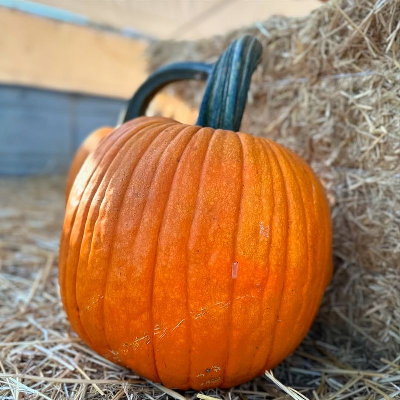Pumpkin Weight and Health
