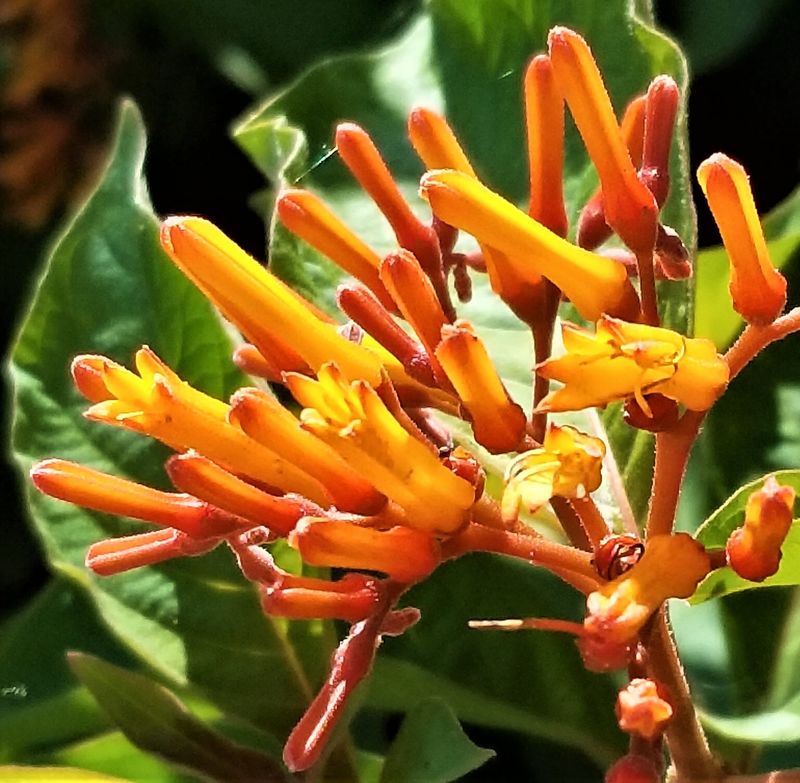 Firebush (Hamelia patens)