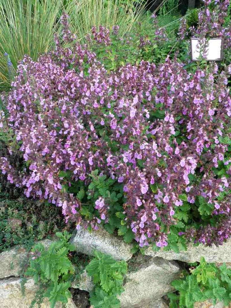A Companion For Other Herbs