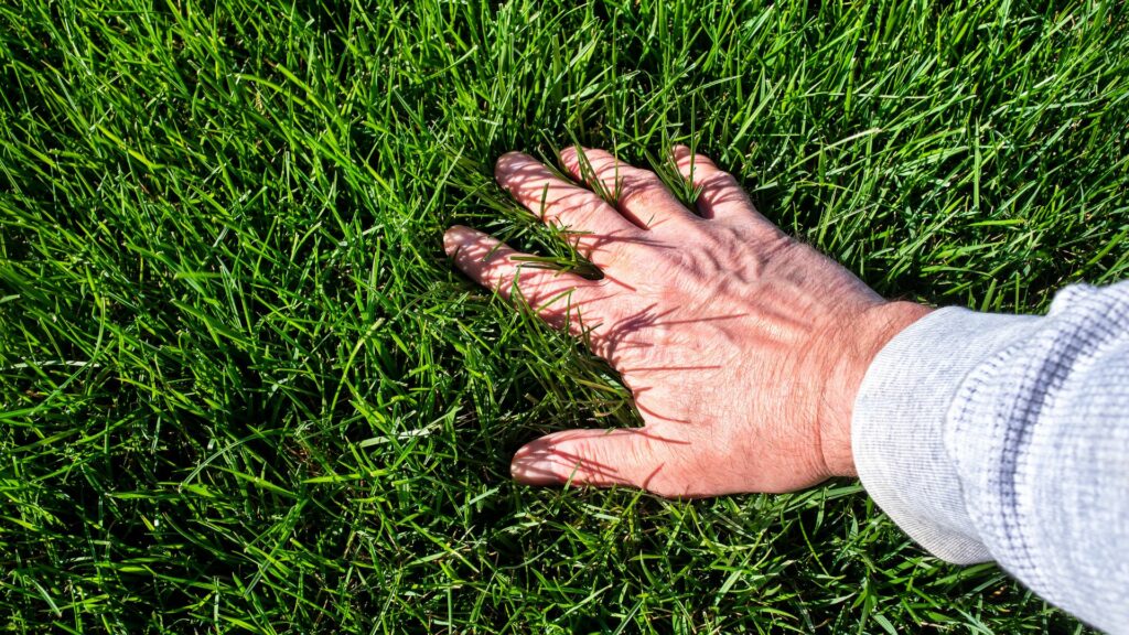 green healthy lawn