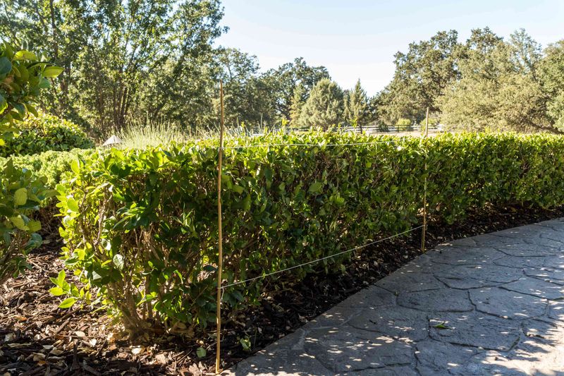 Trimming Hedges