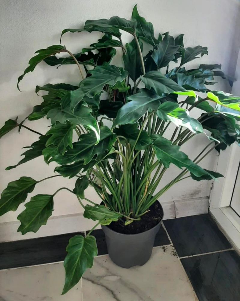 Philodendron Xanadu