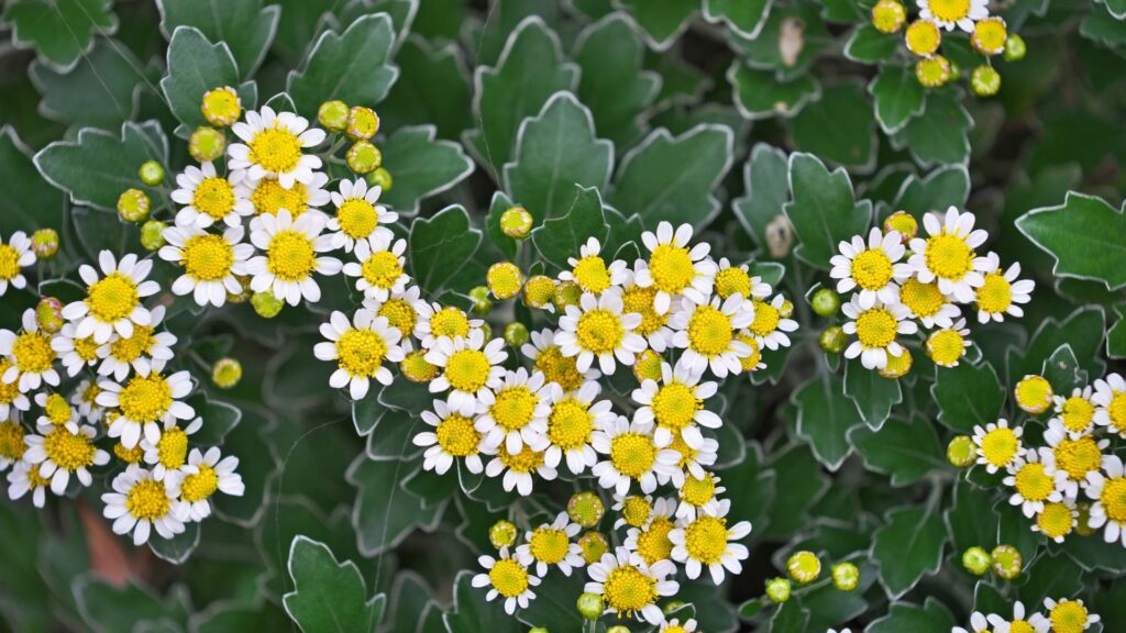 ajania's clusters of flowers