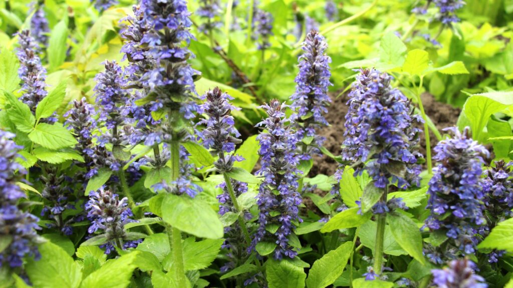ajuga plant
