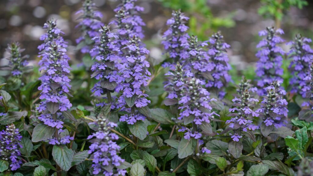 Ajuga reptans