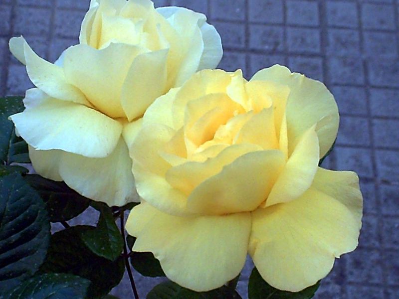 Rosa Di Maggio