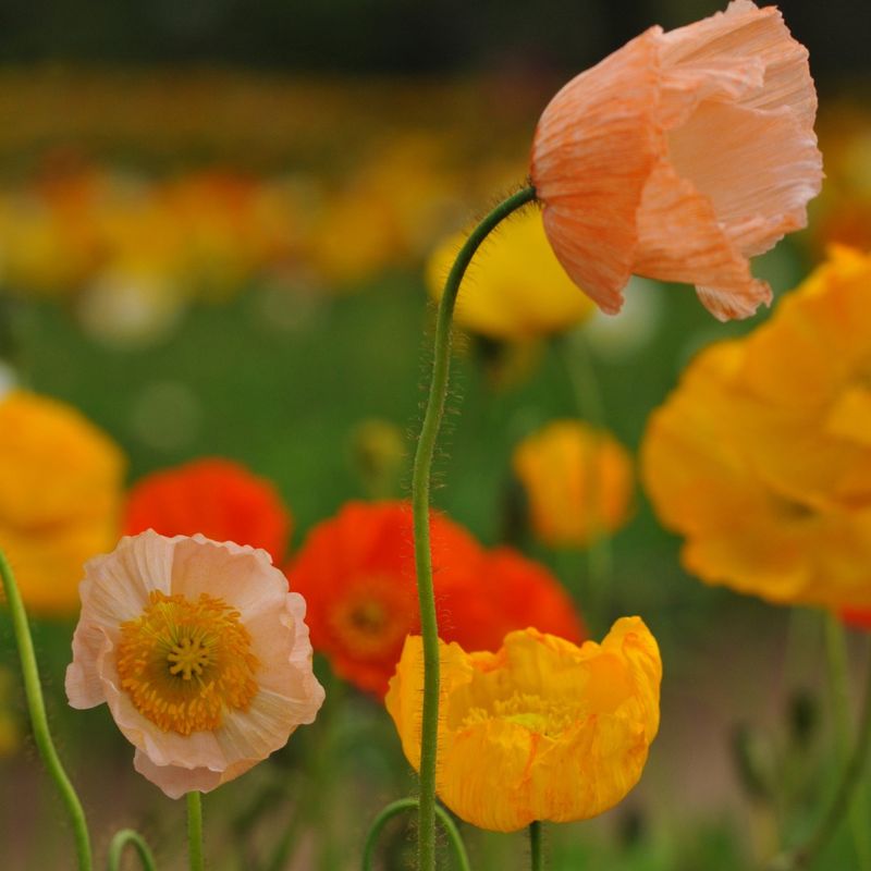 Poppy