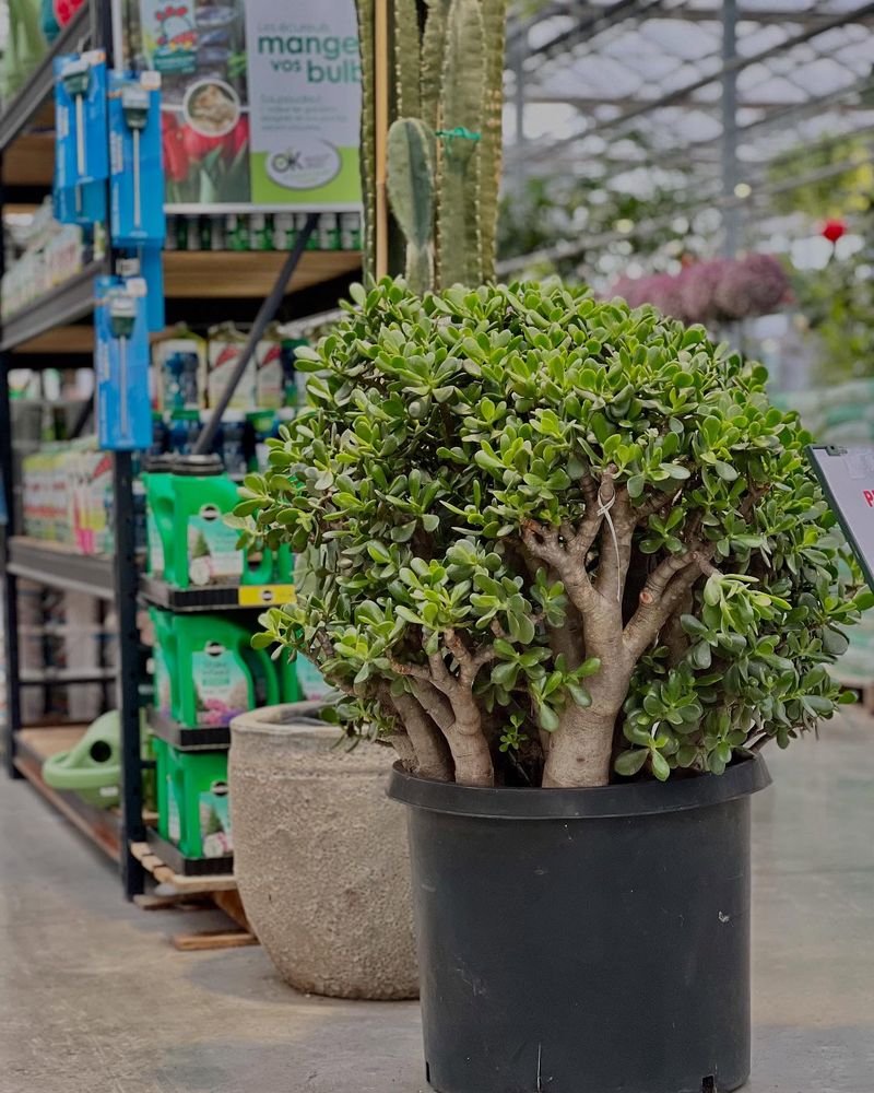 Jade Plant