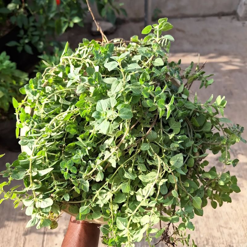 Oregano
