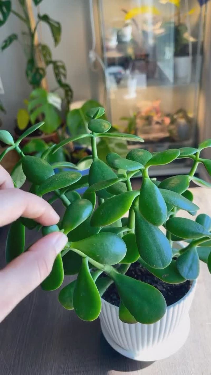 Jade Plant