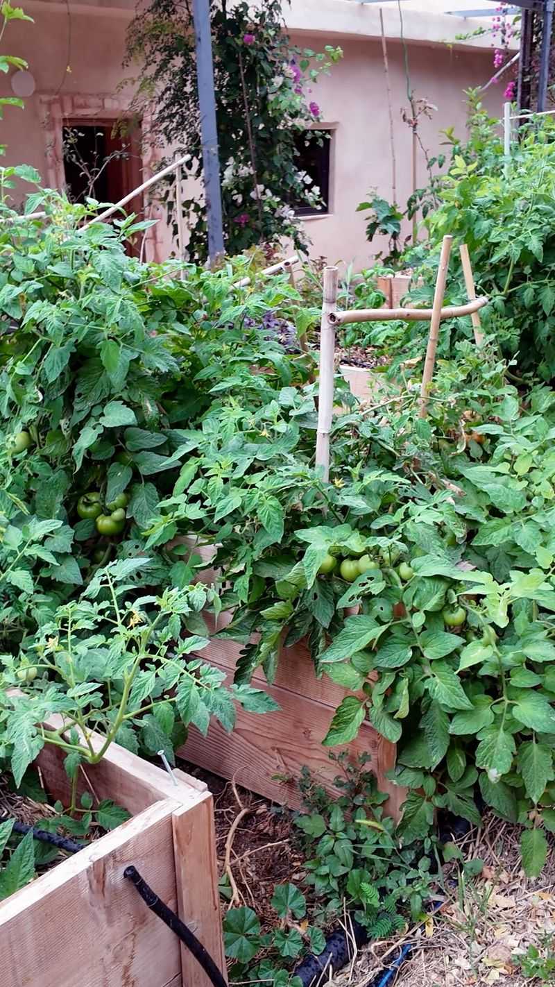 Raised Garden Beds Are A Tomato’s Best Friend