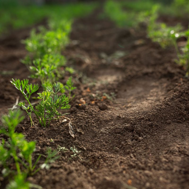 Always Choose Well-Drained, Loamy Soil