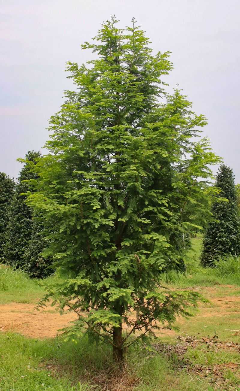 Dawn Redwood