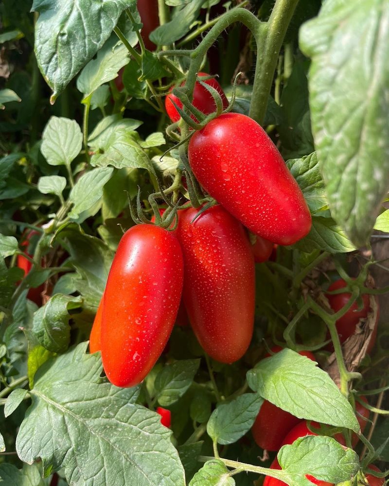 San Marzano
