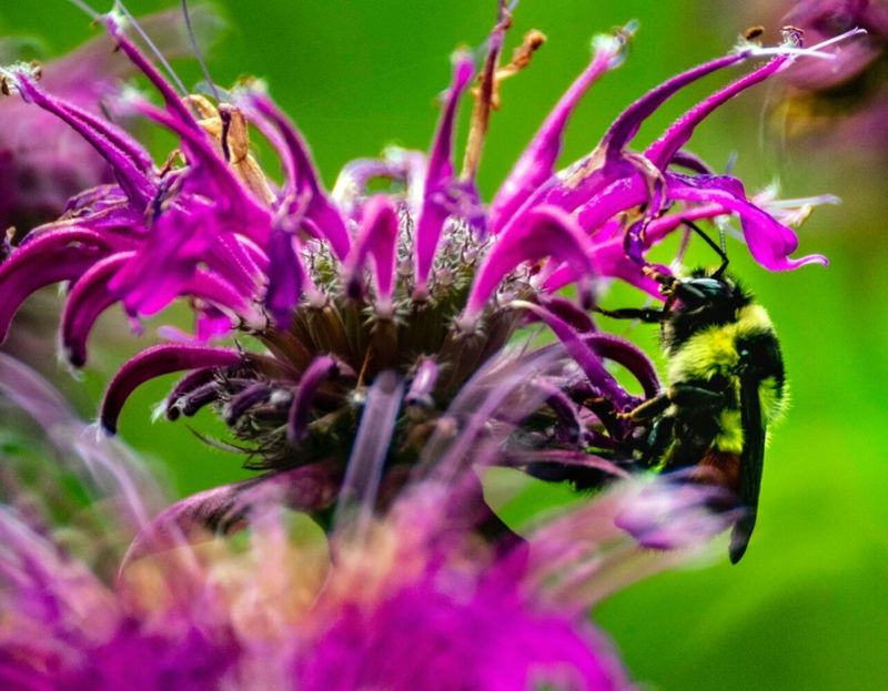 Bee Balm