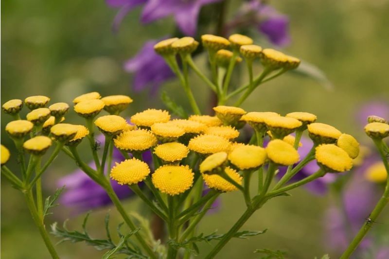 Tansy
