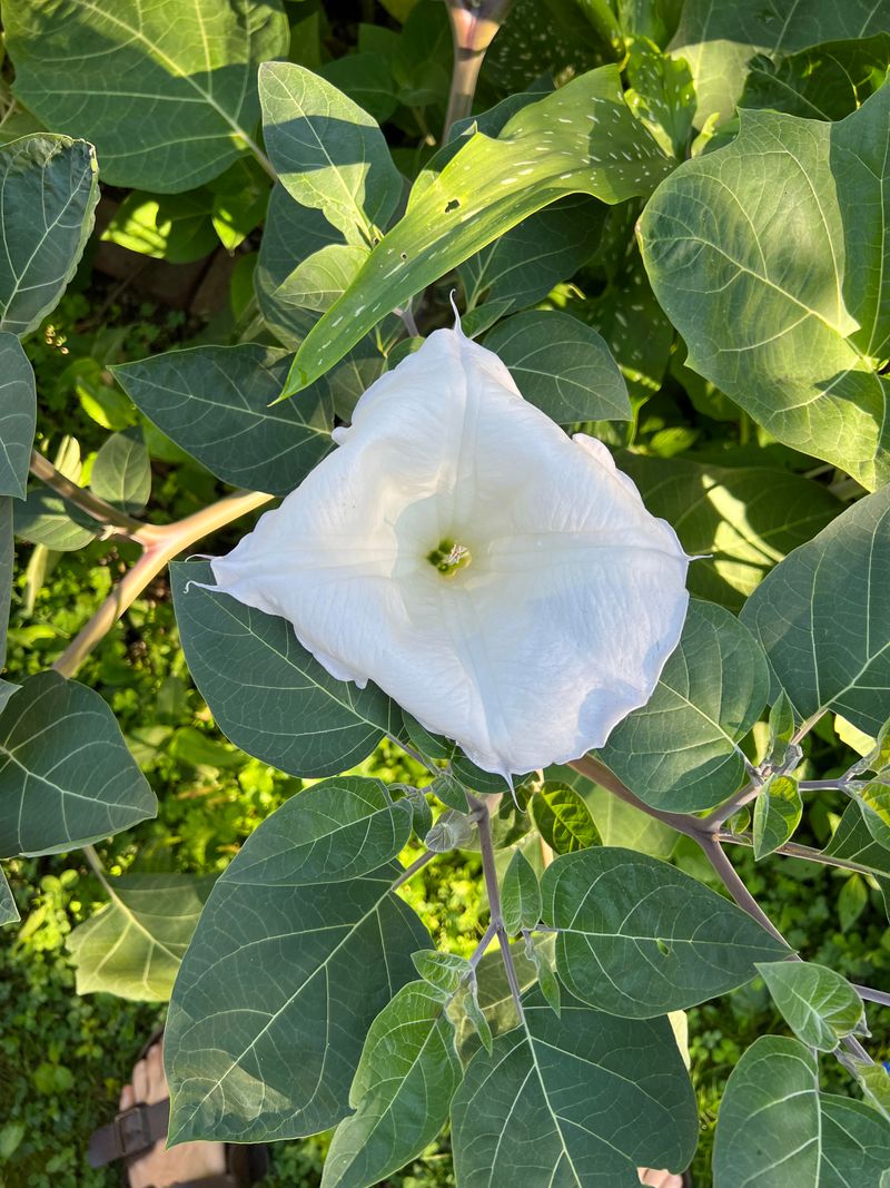 Datura
