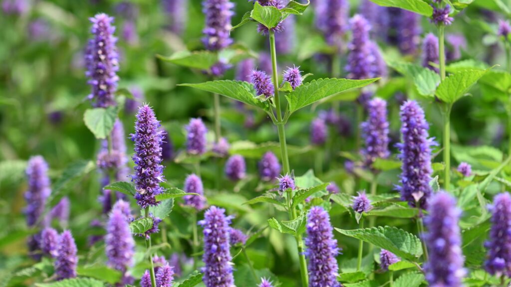 Anise Hyssop