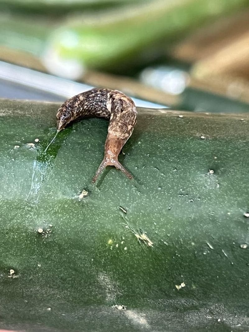 Slugs and Snails