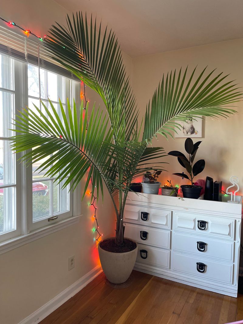 Majesty Palm