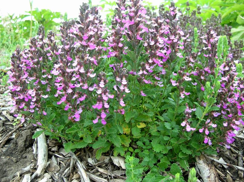 Pollinator's Best Friend