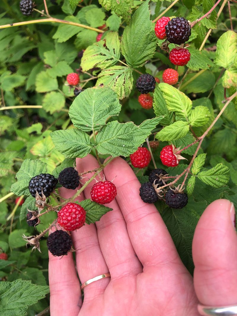 Blackberry Bush